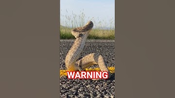 This Snake Warns Before Striking—But Wait Until You Hear the Last Part!"#animalfacts #wildlife#facts