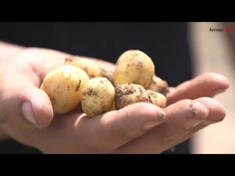 Видео: Как да отгледаме кофа картофи от един храст. Най-добрият начин да увеличите добива