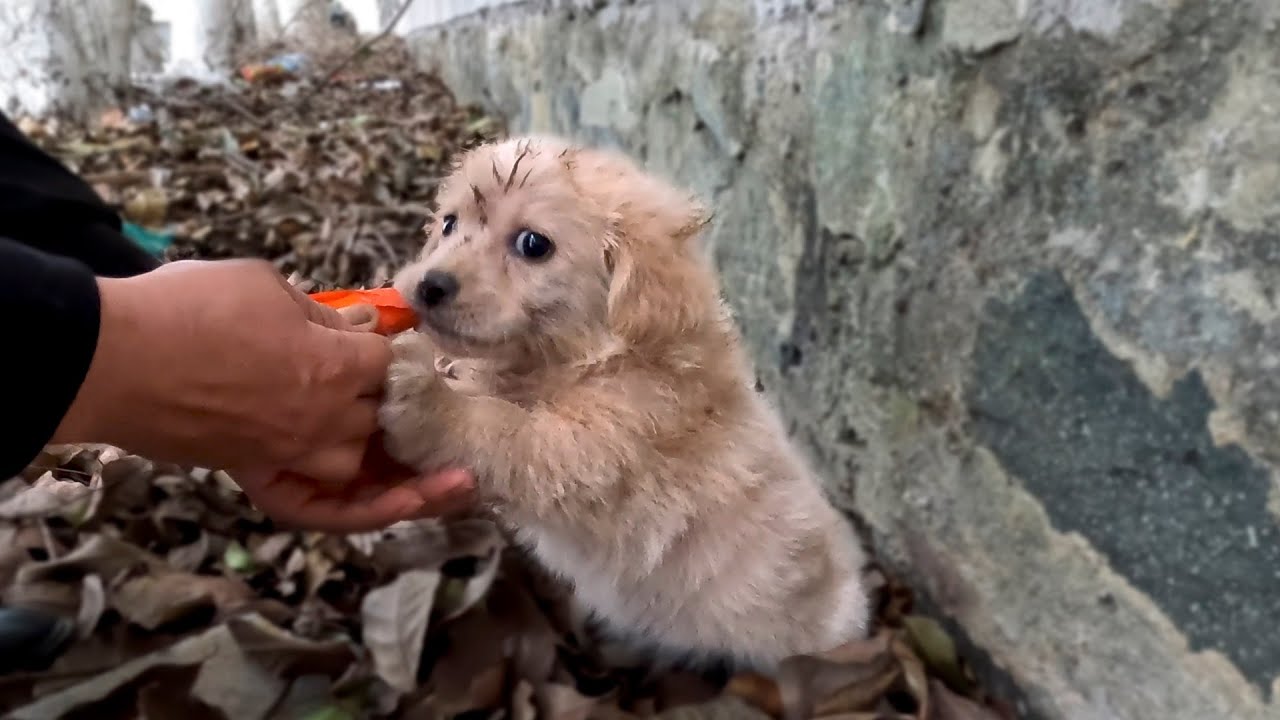 Потерявшийся щенок получил первую любовь от своей новой матери.