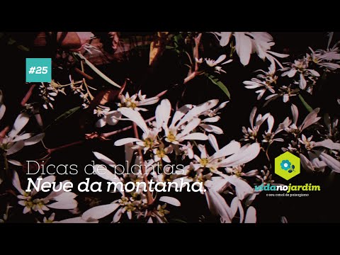 Vídeo: Cuidados com plantas de floco de neve - Como cultivar bulbos de floco de neve