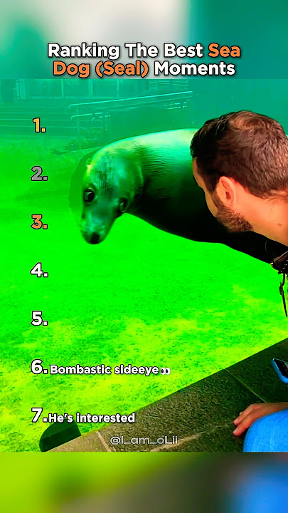 Top 7 Sea Dog Moments That Made Us Laugh!