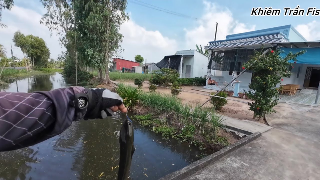 Câu cá lóc Tân Phú Đông Tập #116  Thời điểm câu kênh bắt đầu có cá /khiemtranfishing 
