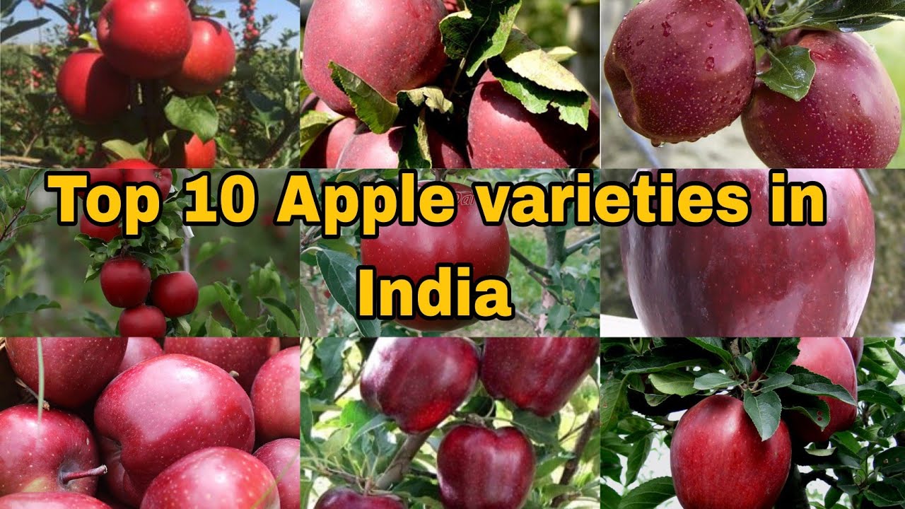 Top Apple varieties traditionally being grown in UTTARAKHAND and HIMACHAL YouTube