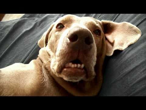 Snoring dog farts and wakes its self ha ha omg*