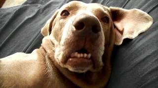 自分のオナラにびっくりして起きる犬 The Woof イヌメディア 自分のオナラにびっくりして起きる犬 The Woof イヌメディア