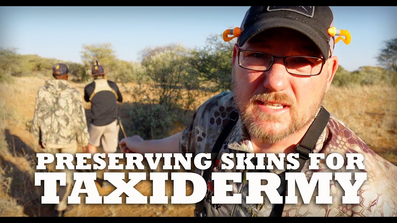 huntington beach california Preserving Skins for Taxidermy | Poor Man's Buffalo