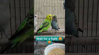 When a third budgie interrupts a happy pair.. things get wild! 😱🐦💚 #Budgies #BirdDrama #Birdshouse06