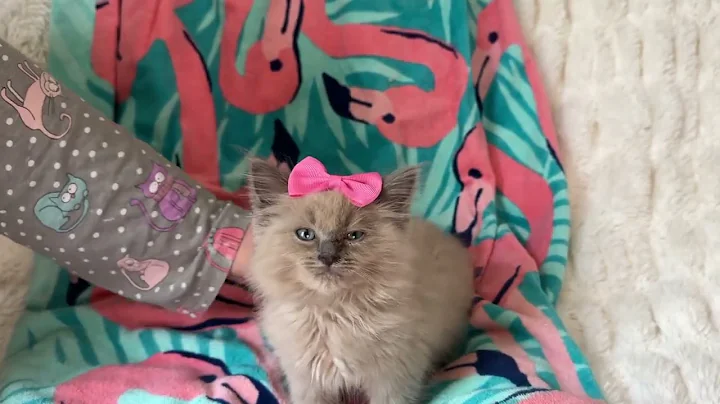 Video 2948911: lynx kitten, love cattery, kitten adoption