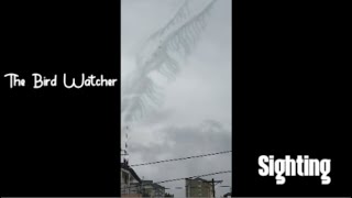 Trevor Henderson Giants Tree Head And The Bird Watcher Caught In Film Footage