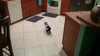 Kitty v. Tiny whoop