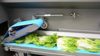 Zinnia - Kronen Gs10-2 Leafy Vegetables