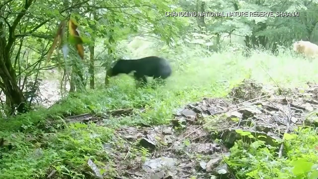 Rare recorded confrontation between Asian black bear and takin in northwest China