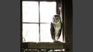 Planet Caravan black Sabbath Cover