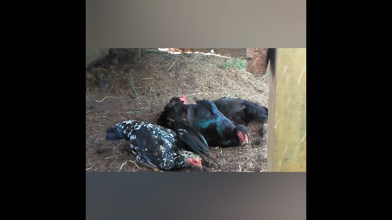 memulai ternak ayam Bangkok 