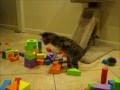 Mercury the two legged kitten destroys a village