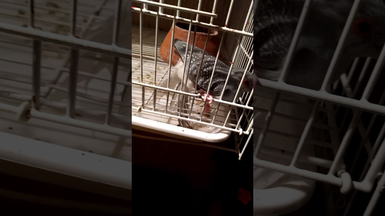 Diamond dove attacked  by an owl on a cage