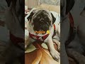 The Cute Pug Pugguu Cheerful Moments Mesmerizing Memories The Cute Pug Pugguu Cheerful Moments Mesmerizing Memories