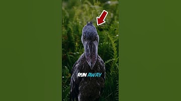 This Bird Will Hunt Crocodiles AND Stare You Down! #shorts #viral