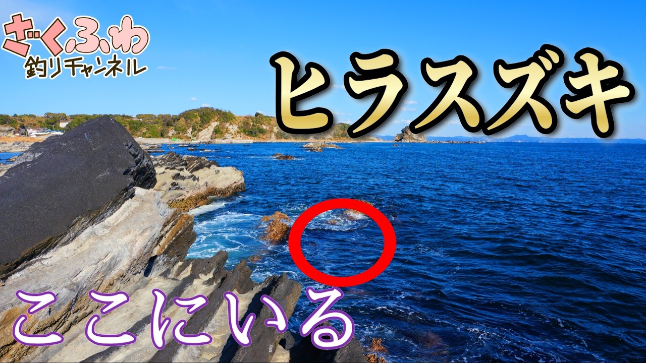 ヒラスズキ狙うなら三浦地磯よ！高確率で出会える良磯！【ショアジギ
