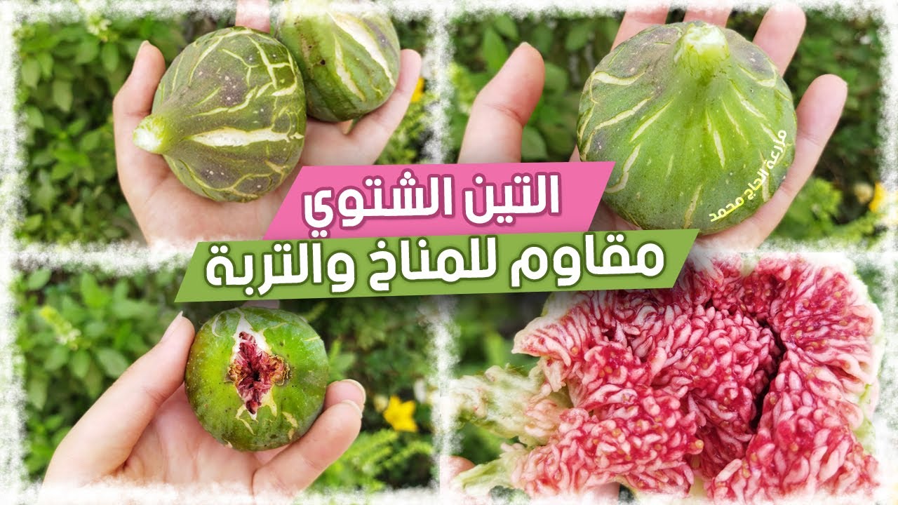 التين الشتوي هي الشجرة المقاومة لجميع الظروف المناخية القاسية | تعرف عليها اكثر | WINTER FIG