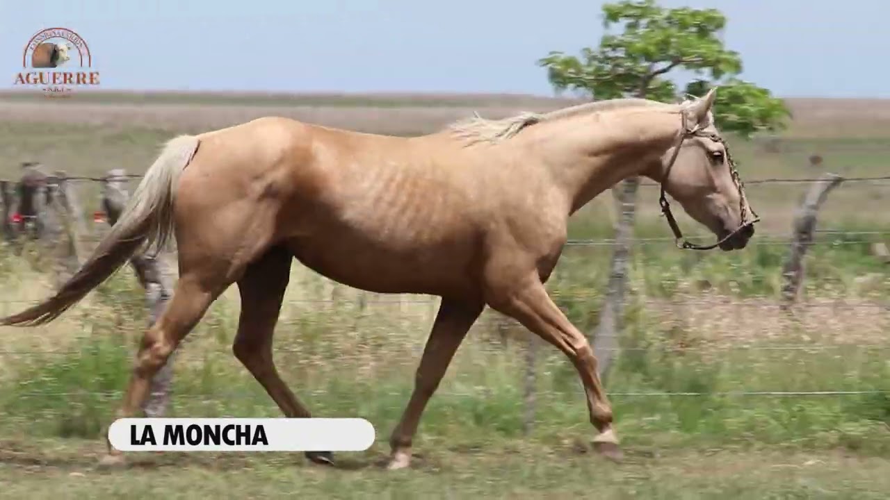 SAN FRANCISCO LA MONCHA