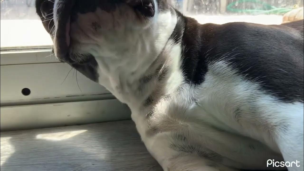 Kidnapping dog YouTube