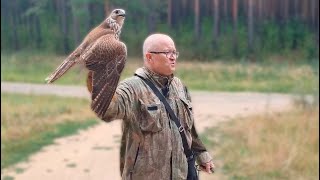 Рыжий СОКОЛ имитирует Соколиную Охоту / Время Сокола