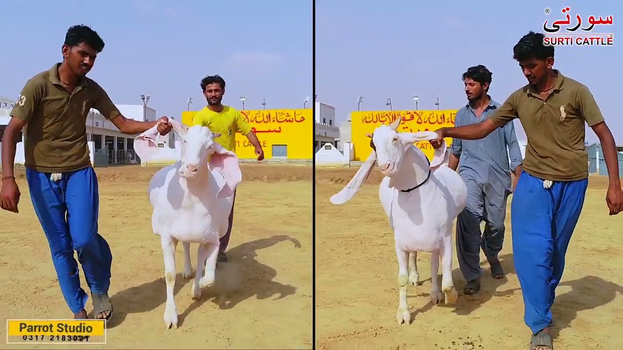 Surti Cattle Full Goat Video 2019