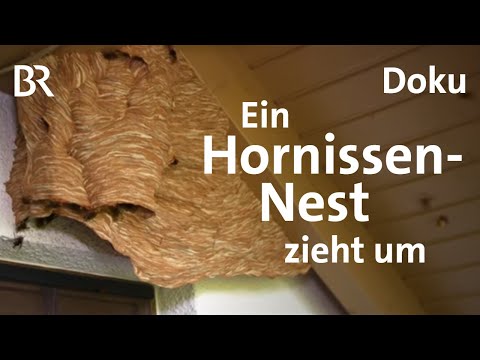 Video: So Entfernen Sie Ein Hornissennest Auf Dem Land