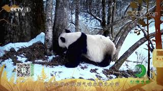 《秘境之眼》 大熊猫 20210304| CCTV