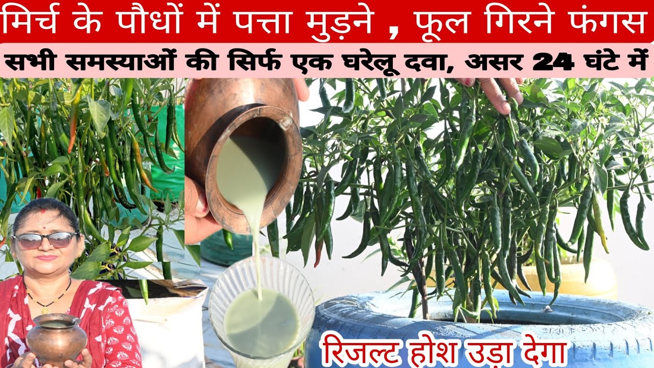 मिर्च में वायरस, लीफ कर्ल, फंगस अटैक सब  24 घंटे में कंट्रोल / बिना पैसे खर्च किए पावरफुल कांबिनेशन