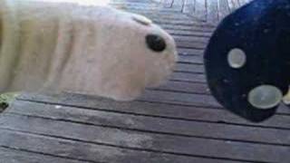 Sock Puppets test Bullie the wonder dog...
