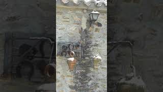 Manjiron Madrid Nido de  Carbonero en botijo