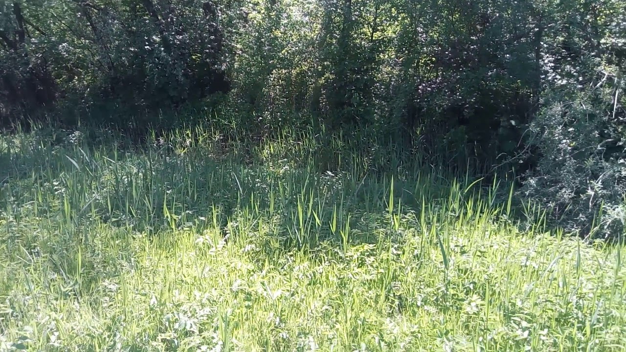 oeververgetatie moerasspirea-verbond