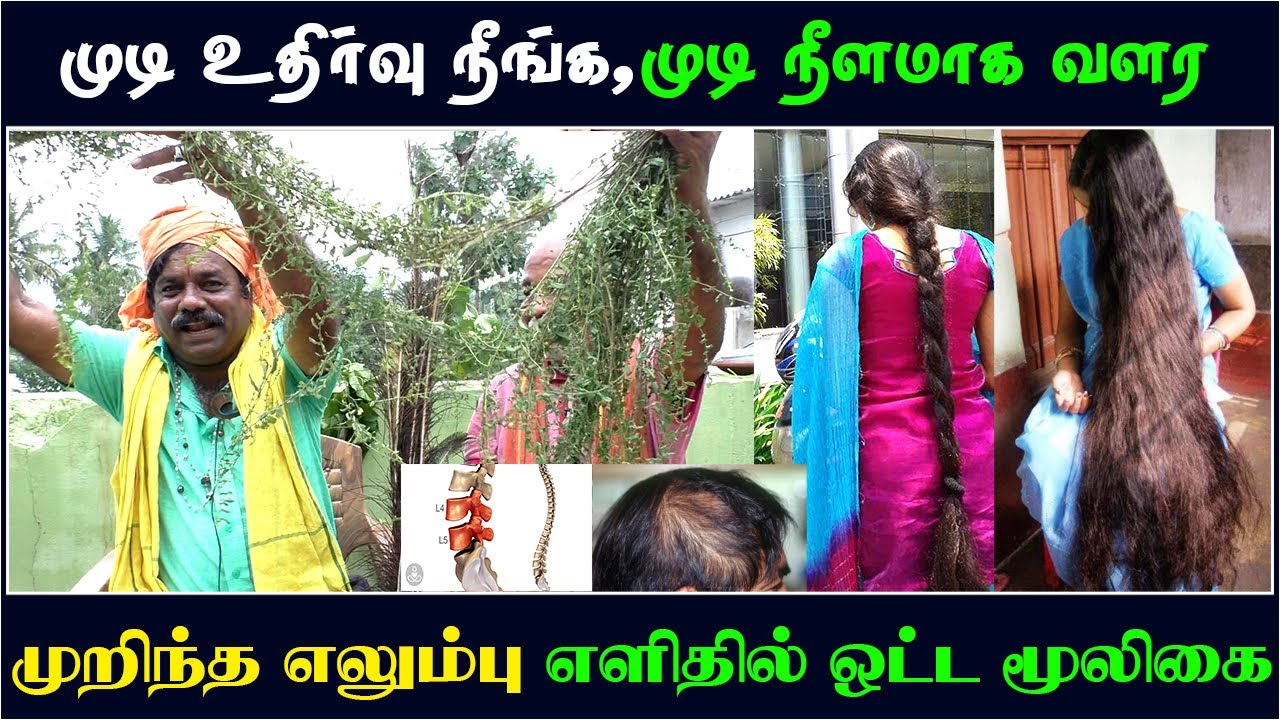 முடி உதிர்வு நீங்க ,முடி நீளமாக அடர்த்தியாக  வளர ,முறிந்த எலும்பு எளிதில் ஒட்ட அற்புத மூலிகை