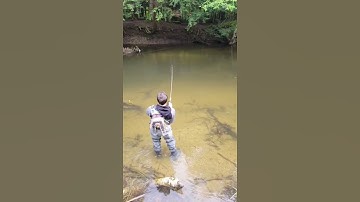 King salmon crushes thunder stick! #fishing #salmon #kingsalmon #thunderstick #river #michigan