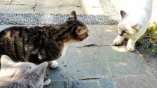 A Cute Stray Cat Who Is Shy To Eating