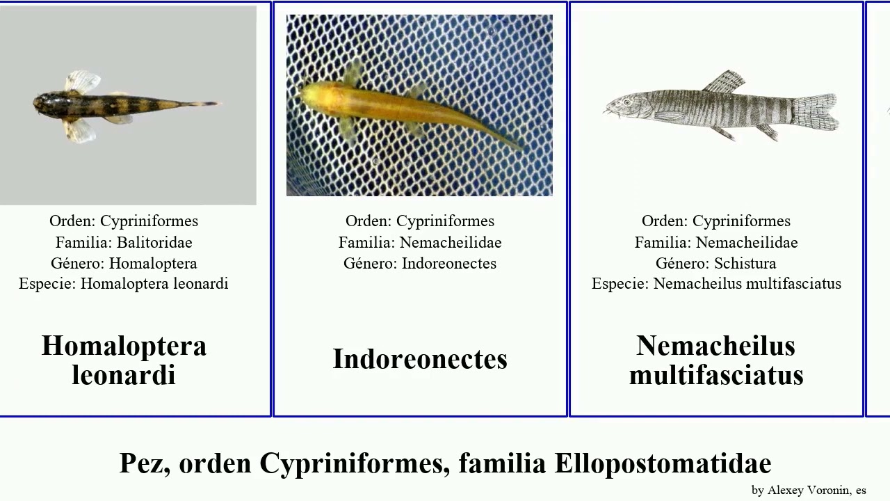 Pez, orden Cypriniformes, familia Ellopostomatidae fish brucei leonardi striata Nemacheilus Heads