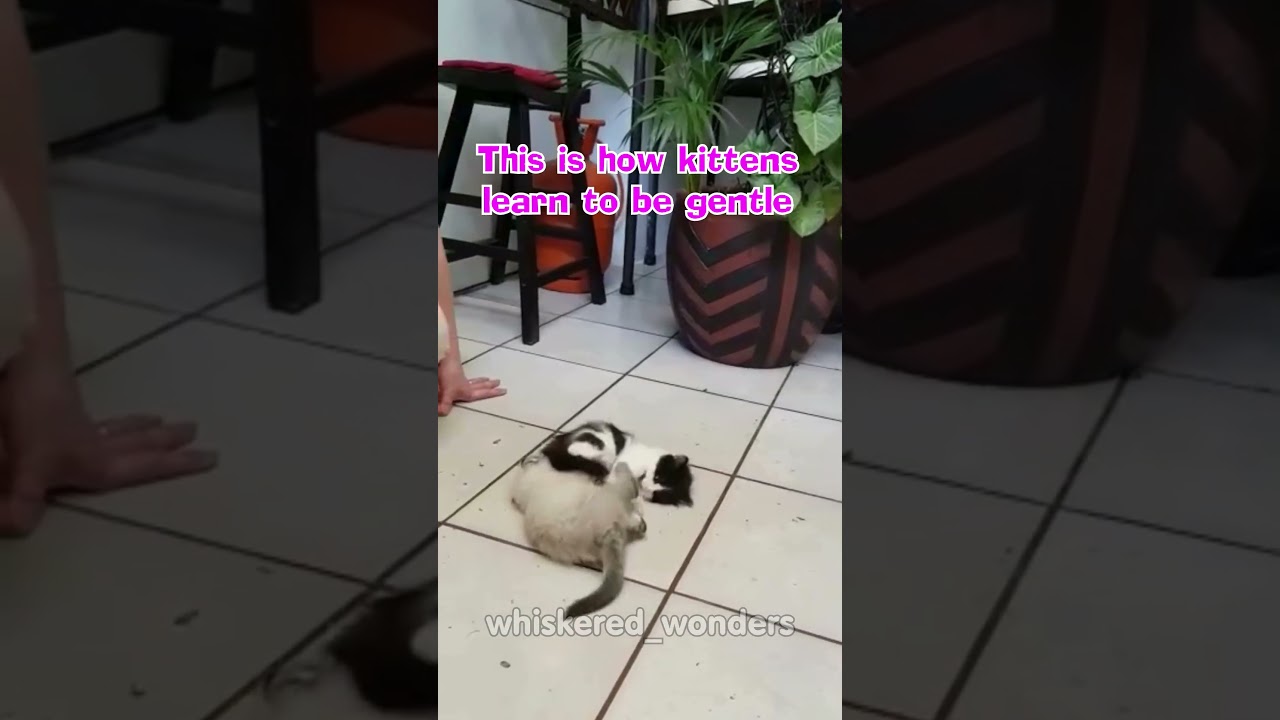 Cute Kittens Learning How to Play