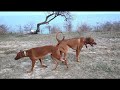 Родезийский риджбек. Скоро щенки. Rhodesian Ridgeback. Soon puppies.