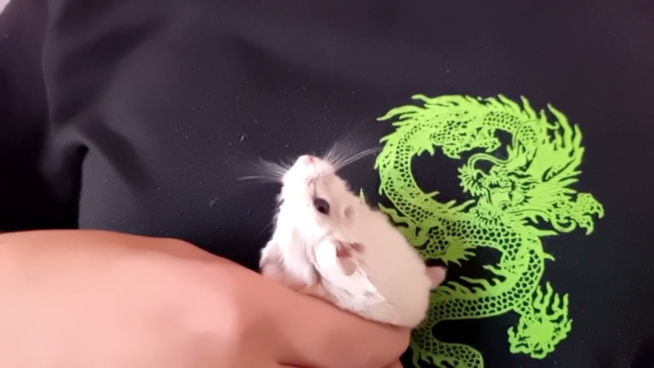 Зачем хомяку усы? Его усы локатор для ориентации Why does hamster need a mustache? - locator