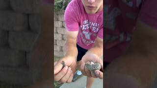 Catching lizards at the biggest Boy Scout ranch in the world! #shorts