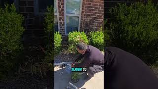 How To Use Coffee Grounds In Your Garden?