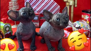 ⚠️ TINY baby kittens being WAY too CUTE ⚠️ by Ari-Gato Cats 216 views 5 months ago 3 minutes, 41 seconds