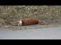 [閲覧注意]交通事故で車と衝突 瀕死の鹿 Dying deer by car accident