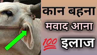 पशुओं के कान बहने मवाद आना की दवा buffalo cow ear infection problem treatment  D D Ramawat