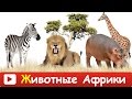 ► ЖИВОТНЫЕ АФРИКИ для Детей и малышей. Дикие Животные. Животные для самых маленьких. Обучающее видео