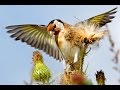 Goldfinch. Flock of the birds in the autumn.