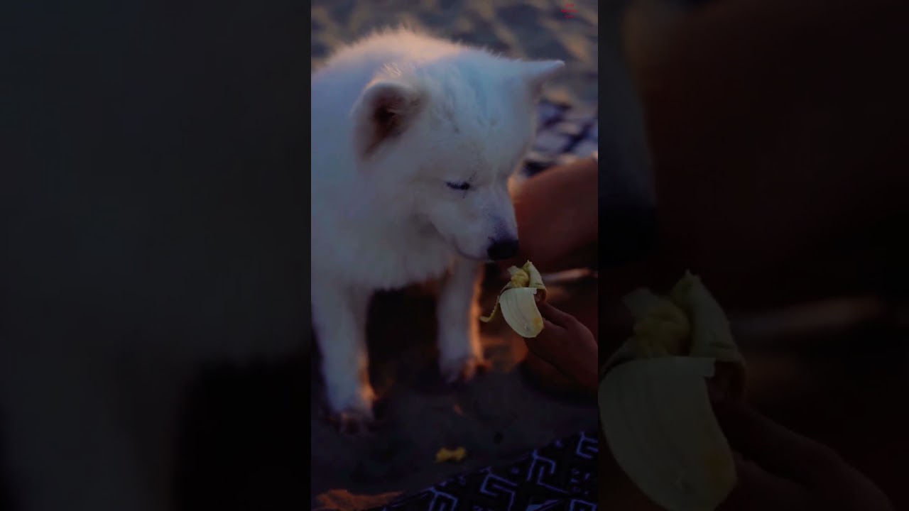 Dog eating banana🤔🤔?