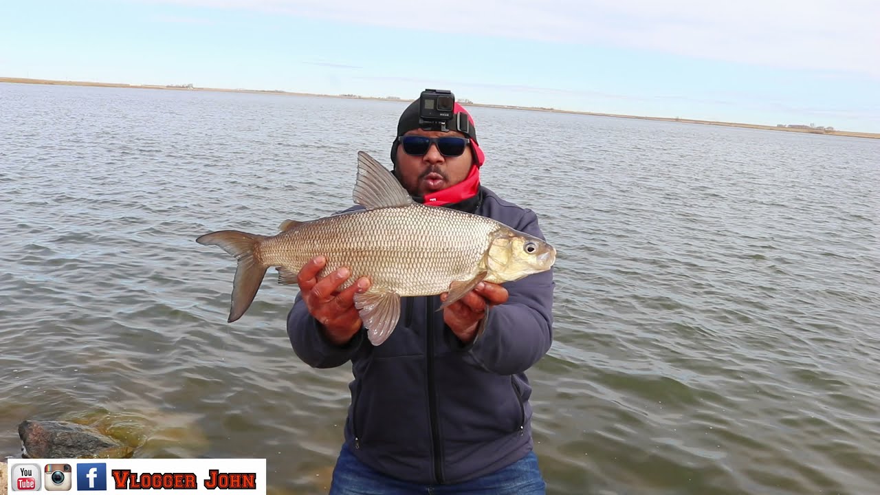 Catching Monster Whitefish using wireworms at Yellow Lake Alberta/vlogger John